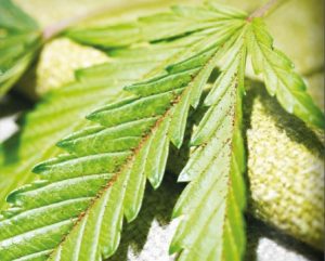 hemp fabrics, renewable fabrics, sustainable chairs, sustainable stacking chairs